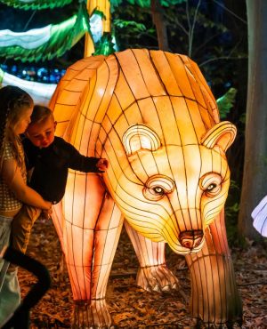 17-Brown-Bear-Forest-015